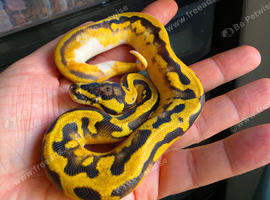 Enchi pastel pied het clown royal python male
