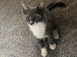 Grey and white beautiful cat