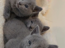 Full Pedigree Russian Blues