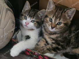 4 kittens