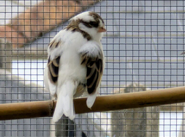 Beautiful Gloster x Mosaic Canaries (5 available)