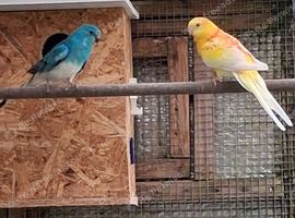 Pair redrumps