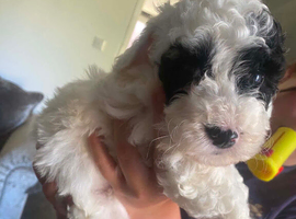 Cockapoo puppies for sale