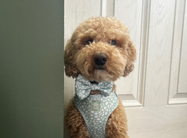 Loving boy looking for a new home