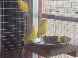 Eligant cocks for sale