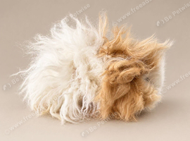 Lunkarya Guinea Pig Boar (12 Weeks Old)