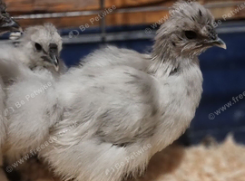 Silkies hatched 13/09/26