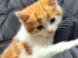 Stunning kittens. Beautiful colours and characters