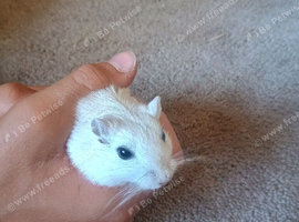 Two male gerbils