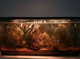 Stable Low Maintenance Planted Tank