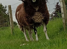 3 shear Jacob Tup