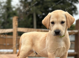 Labrador pups