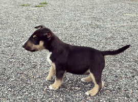 English bull terrier puppies