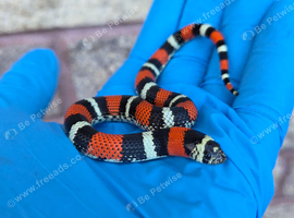 Tri Colour Hognose Snakes