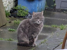 WALLACE (12 YEARS OLD)