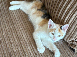 Mixed breed/calico kitten