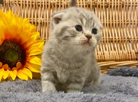 EXCEPTIONAL SCOTTISH/BSH KITTENS (READY 17TH JULY)