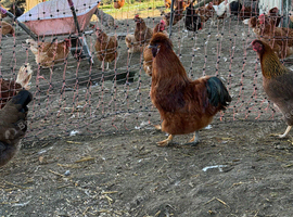 Red silkie cockerel