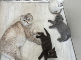 Scottish fold