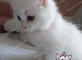 Turkish angora x Ragdoll kitten