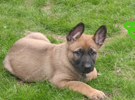 Beautiful German Shepherd X Belgium Malinois (Shepinois) puppies