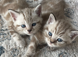 Kittens for sale