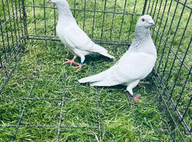 Racing pigeons