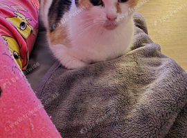 Female cat