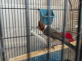 Red cardinal 2026 for sale