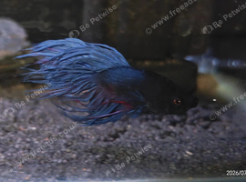 Betta Males &pound;20, females &pound;10, pairs &pound;25