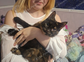 Rehome due to no fault of her own