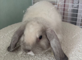 Female 11 week old seal point baby mini lop