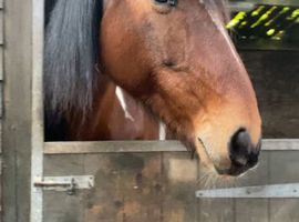 ID x Warmblood