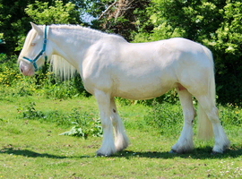 14.2 cremello cob mare project / broodmare