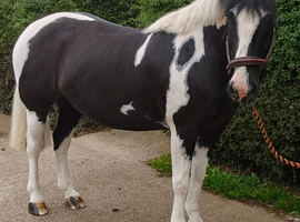 8yo gelding project