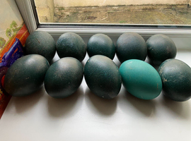 Emu eggs