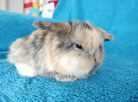 Baby mini lops for sale