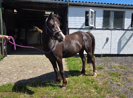 Section C 3yr Old Filly