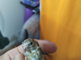 2026 grey goldfinches