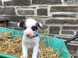 4 Male Bordee Collie Puppies for sale