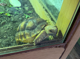 6 month old Sulcata and set up