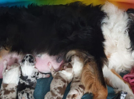 Australian Shepherd puppy's