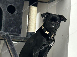Boston terrier / Pug 1 year old