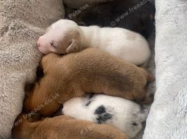 Rare colour Jack Russell Pups DNA Health Clear Stud