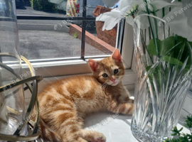 orange Short hair kitten "reduced price" open to offers