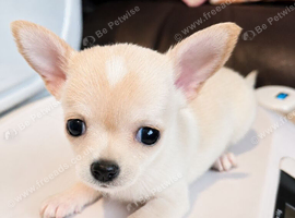 Chihuahua for sale