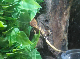 Baby geckos for sale
