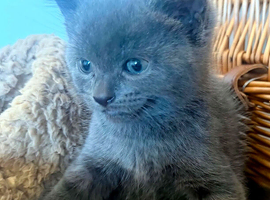 Gorgeous blue grey kitten
