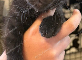 Lovely girl kitten FREE