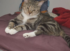 Looking for a forever home for this 6 months old